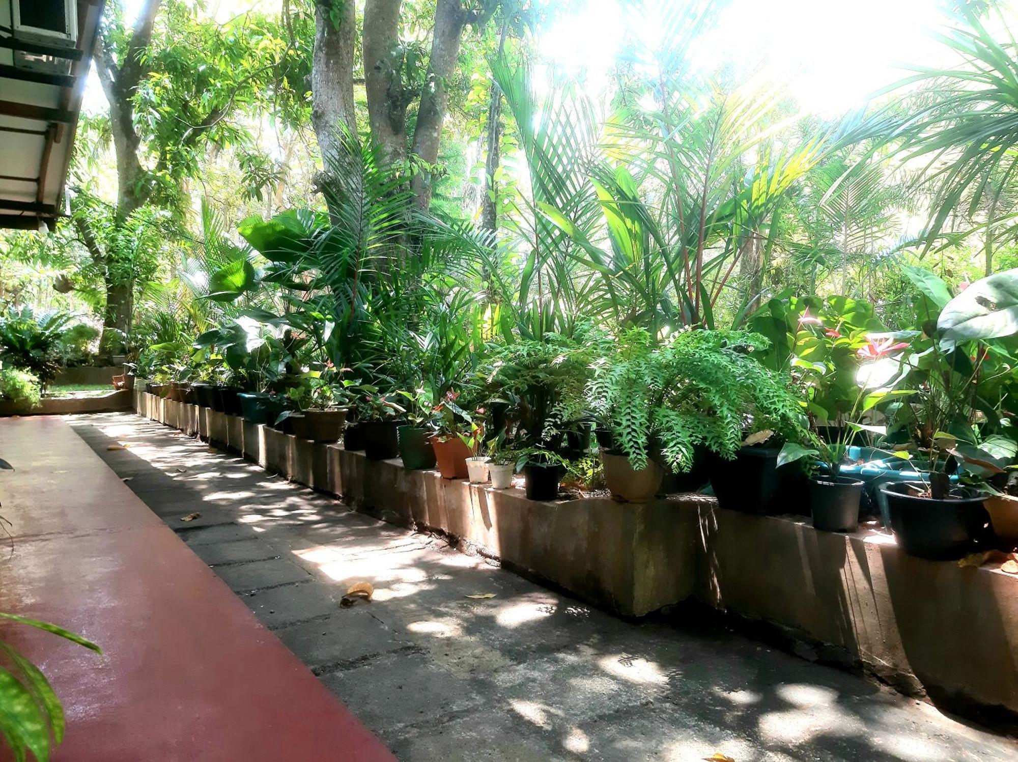 Palitha Homestay Sigiriya Buitenkant foto