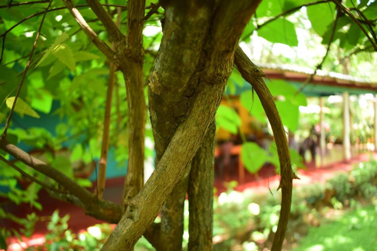 Palitha Homestay Sigiriya Buitenkant foto